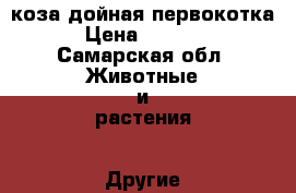 коза дойная первокотка › Цена ­ 7 000 - Самарская обл. Животные и растения » Другие животные   